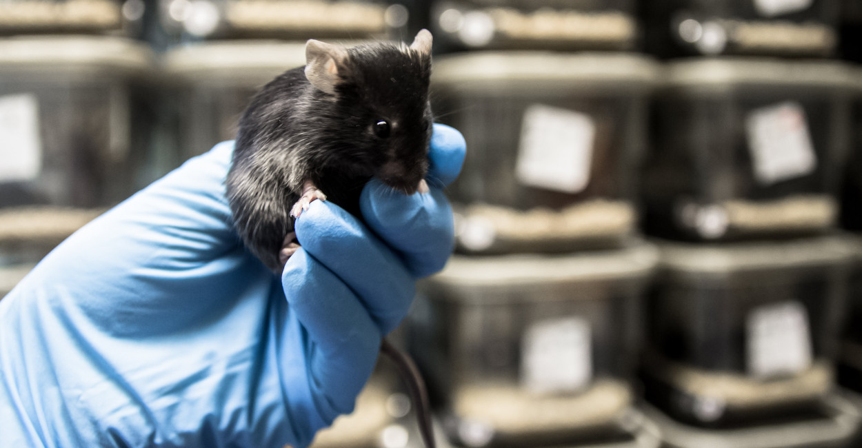 Dutch institutions sign pact on using animals for research