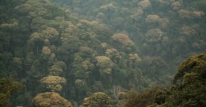 The canopy of Nyungwe forest national park in Rwanda. Ecologist Myriam Mujawamariya says Rwanda is focusing heavily on repairing environmental damage and there are ambitious plans to expand tree cover. Copyright: Brian Harries, (CC BY 2.0).