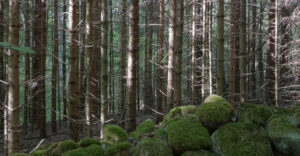 Les forêts suédoises plus détruites que prévu